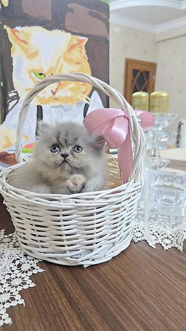 iri buynuzlu heyvan: Boz tüklü balaca pişik balası - Cinsə bənzər: uzun tüklü, yumşaq və — 6