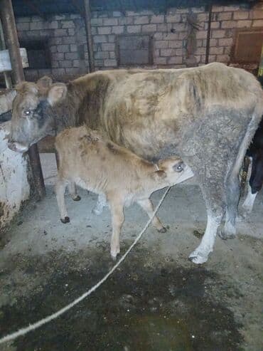 cins ineklerin satisi 2018: Самка, лет: 2, Для разведения, Самовывоз — 4