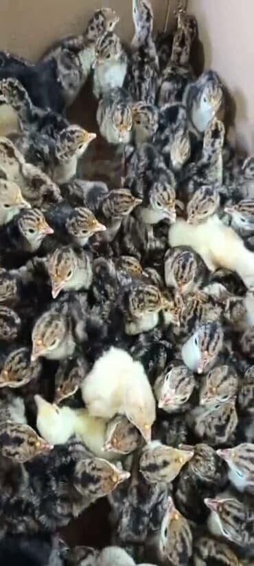 bala kirpi: Amerikan bronz hind quşu balaları satılır!!! Hər həftə çıxışımız var — 8