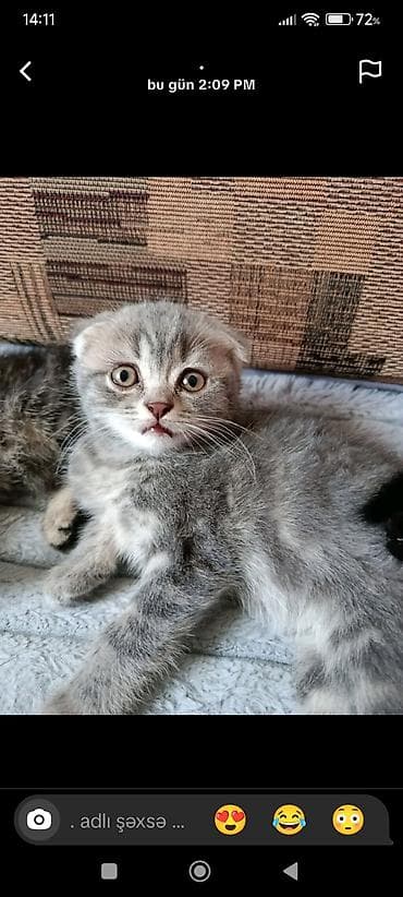 pisi: Şotland — 3
