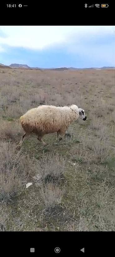 it qovan cihaz: 4dənə qala sortu qoçu isteyen buyursun — 4