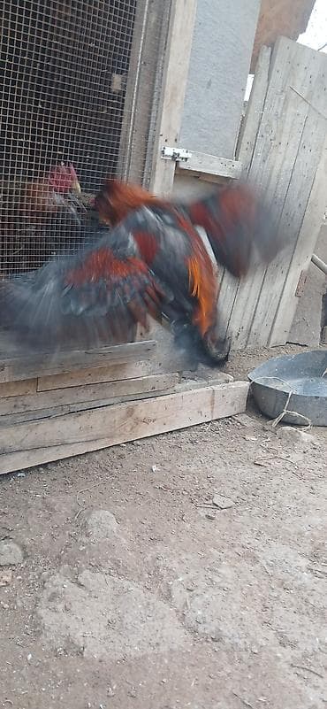 Xoruz, Yapon, il: 1, Ünvandan götürmə — 3