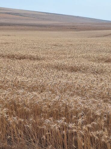 lezgi coreyi: Məhsul: Buğda (taxıl) Təsvir: - Geniş sahədə yetişdirilmiş, vahid və — 4