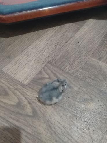 Cırtdan hamster (cücərmiş Dwarf/Syrian qarışıq rəngli) - Xırda — 5