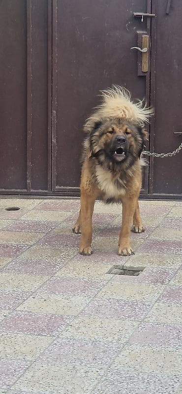 alabay itleri: Qafqaz çoban iti, 2 il, Erkek — 4