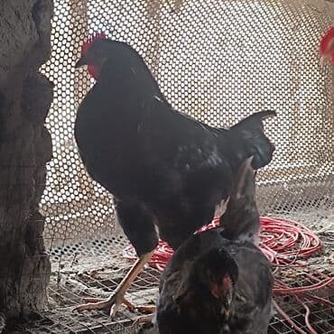 heyrati fərə: Məhsul: Yerli qarışıq cins toyuq və xoruzlar Təsvir: - Həyət — 2