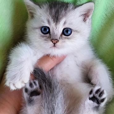 Птицы: Шиншилла — 1