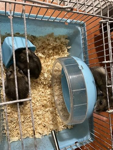 hamster satisi: Hamster və qəfəs dəsti Məhsul tərkibi: - Kiçik ölçülü metal — 3