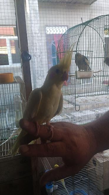 tutuquşlar: Nimfa (cockatiel) tuturğayı – evdə saxlanmaq üçün ideal sevimli orta — 2