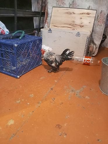 Toyuq, Damazlıq — 4