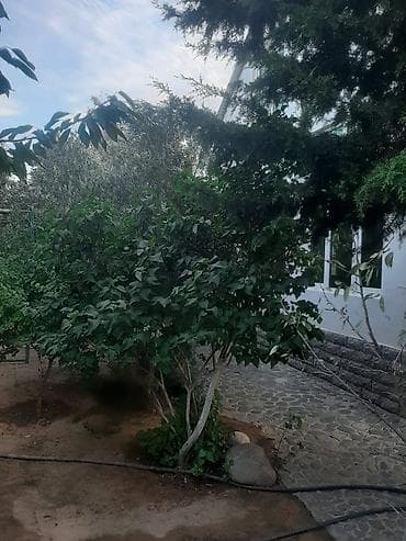 garden: Bakı, 90 kv. m, 2 otaqlı, Hovuzlu, Su — 10