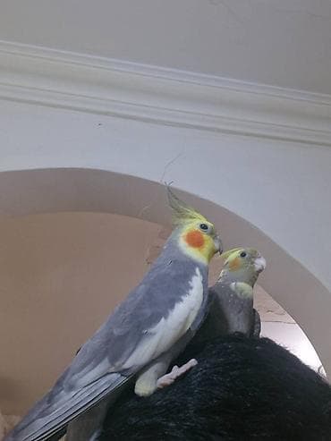 Akvarium aksessuar və ləvazimatları: Əl quşudur,dişləmir Dişidir Real alıcıya endirim olunacaq 3 aylıqdır — 5