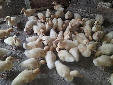 lal ordəy: Satılır: ördək balaları - Cins: Pekin tipli (ağ/yumşaq sarı tük — 1