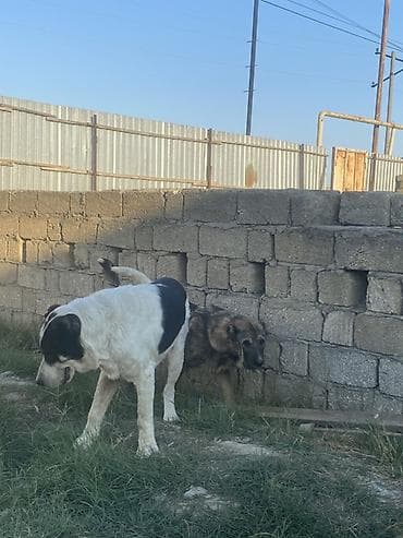 itləri: Qurdbasar, 2 il, Erkək, Peyvəndli — 7