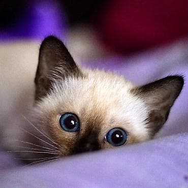 Siam lalafo.az -da Siam