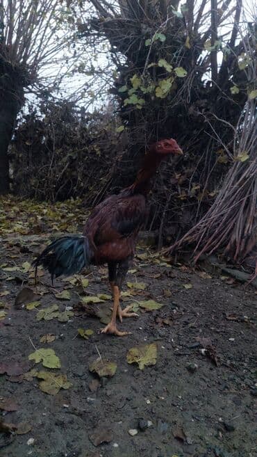 çin aslanı: Xoruz, il: <1, Ödənişli çatdırılma — 4