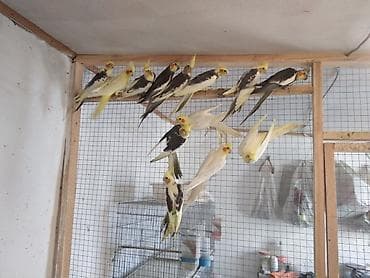 quş sesleri: 20 ededdir topdan satılır. ededinin qiyməti 25 manat. əlavə qefesler — 1