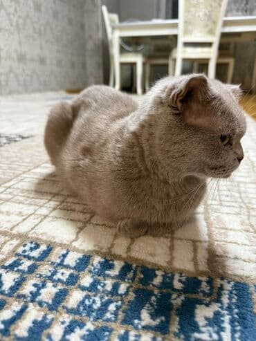 Şotland yastı qulaq