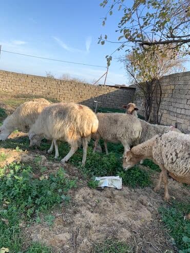 Digər kənd təsərrüfatı heyvanları: Boğaz qoyunlar satılır 5 dənə — 2
