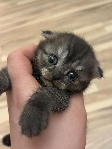 bala pişiylər: Şotland — 3