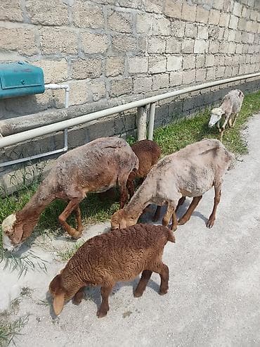 qoyun qiymətləri: Uc ana uc. balla bir ana bir balla qiymet. 350 m cavan qoyunlardi — 1