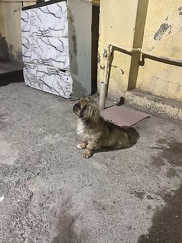 it satislari: Pekines, 2 ay, Dişi — 1