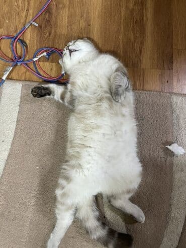 pişik cutləşdirilir: Şotland yastı qulaq, Yaxşı əllərə — 3