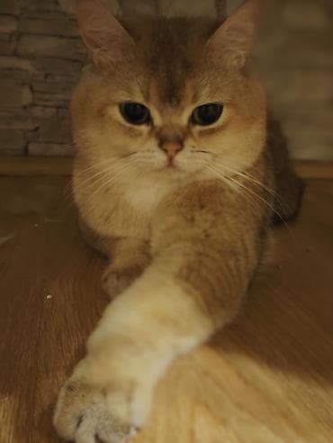 Qızıl şinşilla, Erkək, Cütləşmə üçün lalafo.az -da Qızıl şinşilla, Erkək, Cütləşmə üçün