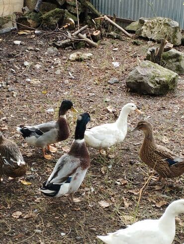 xacmazda satilan inekler: Satışda ev quşları – ördək və qazlar Məhsulun təsviri: - Şəkillərdə — 1