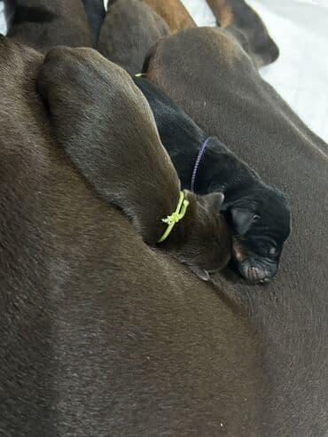 золотистый ретривер цена: Доберман, Самка, С родословной, Самовывоз — 3