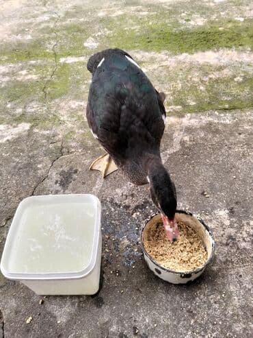 quzu şəkilləri: Erkək, | Lal ördək, Damazlıq, Ünvandan götürmə — 9