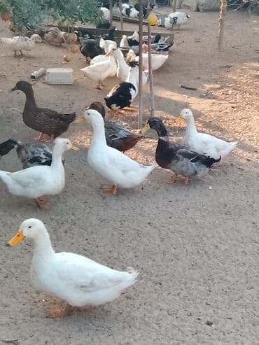 hinduşqa balası: Satılır: ördək sürüsü - Növlər və rənglər: ağ, qara, boz, qəhvəyi və — 18
