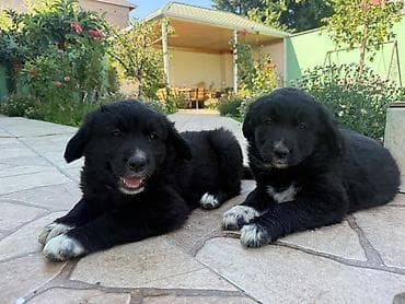 it xaski: Labrador-retriver, 2 ay, Dişi, Ödənişli çatdırılma — 3