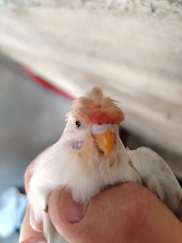 Məhsul: Qloster kanareyka (crestli “Corona” tipli) Təsvir: - Nadir