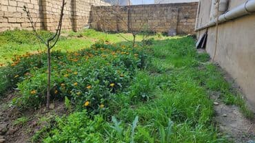 ismayıllı rayonu: 3 otaqlı, 130 kv. m, Kredit var, Yeni təmirli — 9