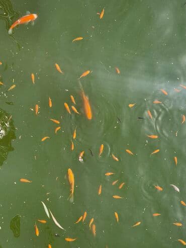 betta balıq: Qızıl balıq, Sülhsevər, Ünvandan götürmə — 16