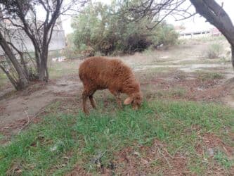 balasına süd vermeyen qoyun: Qoyunlar – yerli ətlik/südlük sürüdən - Növ: yerli qoyun (qəhvəyi — 10