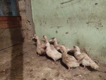 simmental inək satılır: Mallar: Misk ördəyi balaları (indo-ördəklər) Təsvir: - Şəkildə 7–8 — 4