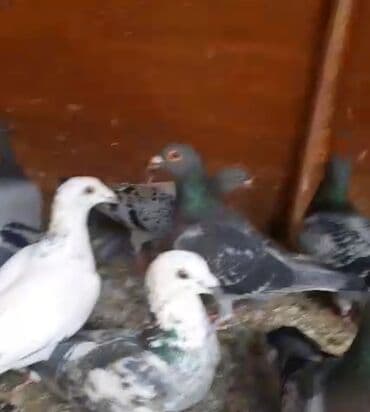 əbabil quşunun qiyməti: Göyərçinlər
cütü 35 AZN — 10