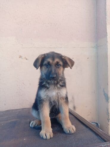 Alman çoban iti, 2 ay, Dişi