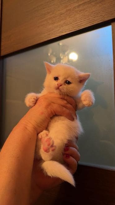 Pişiklər: Şotland, Erkək, Dişi — 5