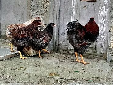 satdig quslar: Red Blue Wyandotte Təsvir: - Şəkillərdə iri gövdəli, parlaq rəngli — 1
