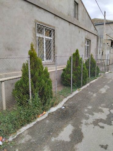 Tuya ağacları. Dəyərindən ucuz. 4 illik sağlam ağaclardır (3 ədəd)