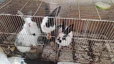 mal bazarı: Qəfəs ilə birgə üç dovşan satılır Satılır: dekorativ dovşanlar və — 2