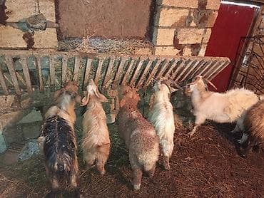 keci satan: Üç çəpiş bir qoyun bir quzudu təcili satılır vatspa AKTİVDİ — 3