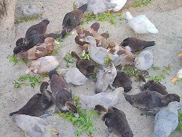 ruan ordek: Krasnadar zumrut lavanda sağlam ballardir qiymət boyuklerle — 8