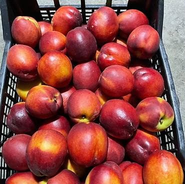 bakı tekstil fabriki: 44 sot, Kənd təsərrüfatı, Mülkiyyətçi, Kupça (Çıxarış) — 4