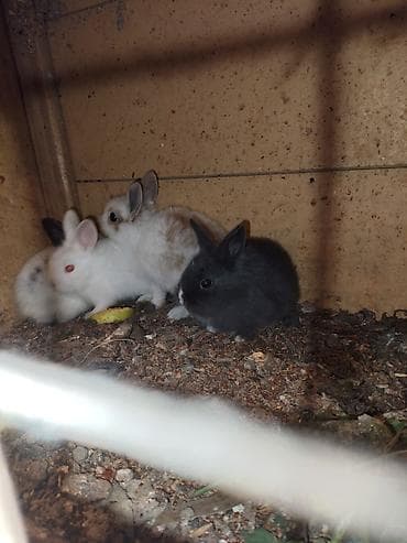 it balalari satilir: Karlik katolik qalmadı Dovşanlar satılır artirmağa əla fürsətdi — 4