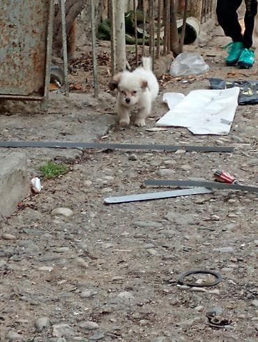 meydan itleri: 2 ay, Erkek — 2