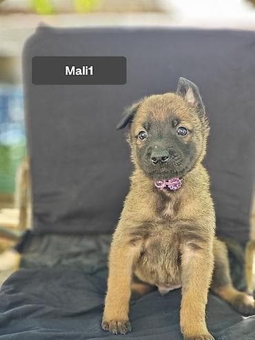 itler haski: Belçika çoban iti, 1 ay, Erkek — 1